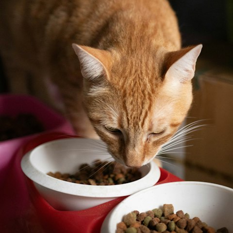 Alimento para gato adulto 7.5 kg