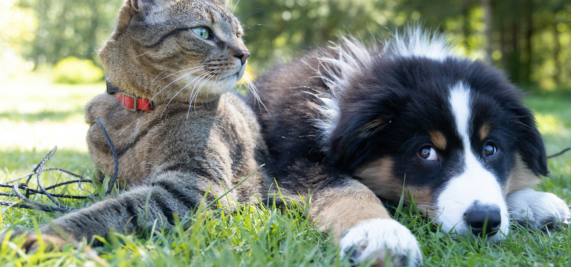 Perros y gatos, bajo el mismo techo