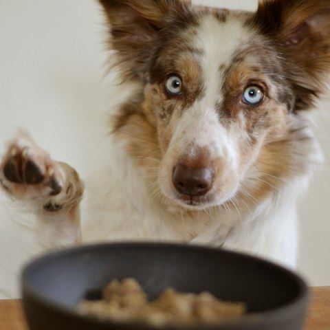 Croquetas para perro adulto 15 kg