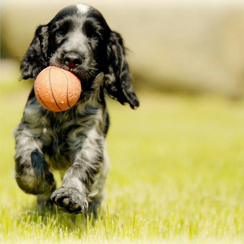 Pelota de hule natural