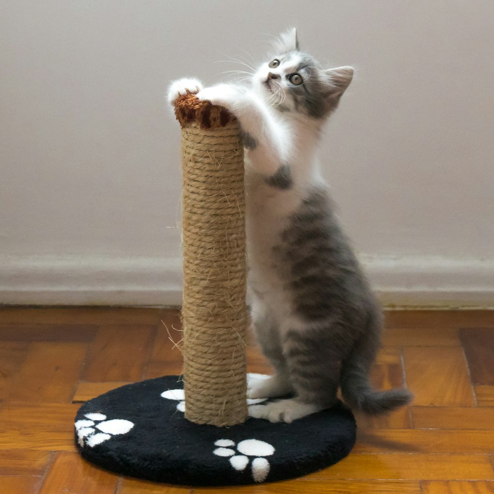Gatos